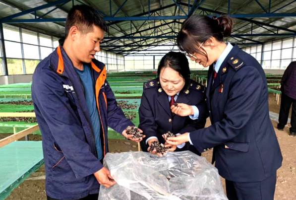 税务干部深入帮仲村木耳基地开展税收辅导