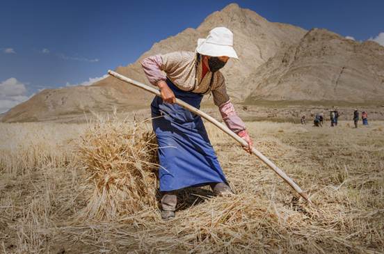 藏地青稞田里的丰收交响曲_5