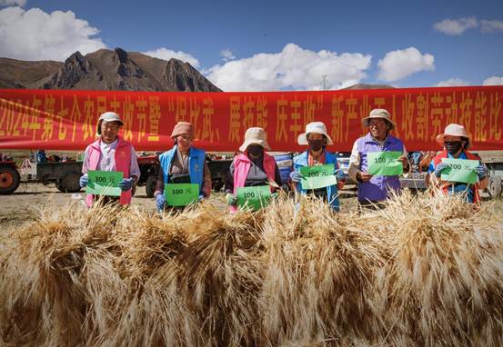 藏地青稞田里的丰收交响曲_8