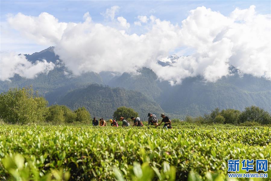 农行林芝分行推出“藏茶贷”解决茶农燃眉之急